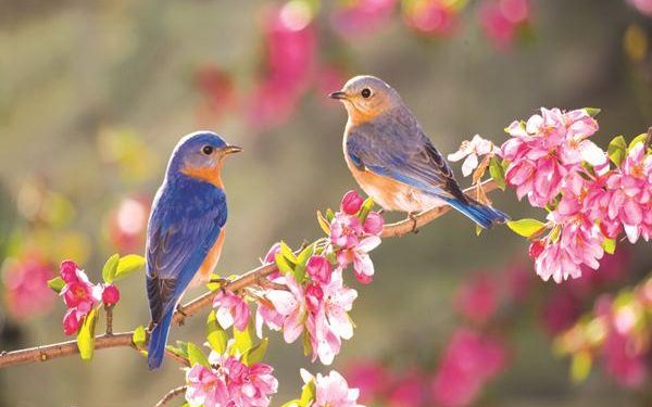 Zbog čega posljednjih godina proljeće dolazi ranije, a ne kao nekada?