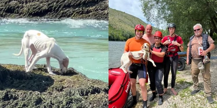 Zahvaljujući hrabrim ljudima spašen preplašen i izgladnjeli pas sa stijena na Neretvi