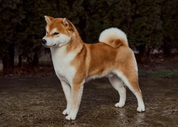Najljepša Shiba Inu na svijetu je iz Bosne i Hercegovine: Preslatki Kensho osvojio prvo mjesto