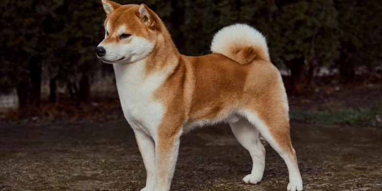 Najljepša Shiba Inu na svijetu je iz Bosne i Hercegovine: Preslatki Kensho osvojio prvo mjesto