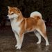 Najljepša Shiba Inu na svijetu je iz Bosne i Hercegovine: Preslatki Kensho osvojio prvo mjesto