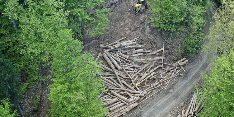 Pritisak aktivista daje rezultate: Konjuh će konačno biti zaštićen od devastiranja