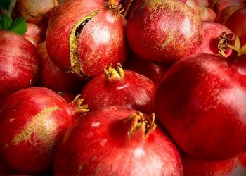 Hercegovački šipak: Jesenje čudo puno zdravlja