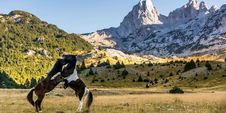 Međunarodni dan planina