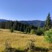 Svjetski dan šuma
