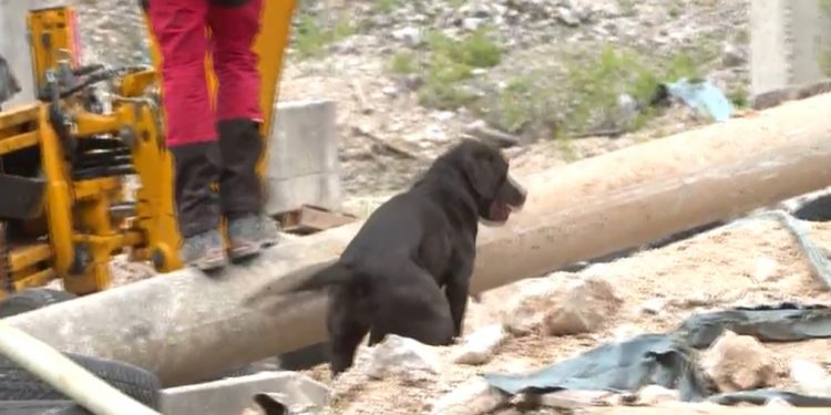 Pomozi.ba gradi centar za spasilačke pse u BiH