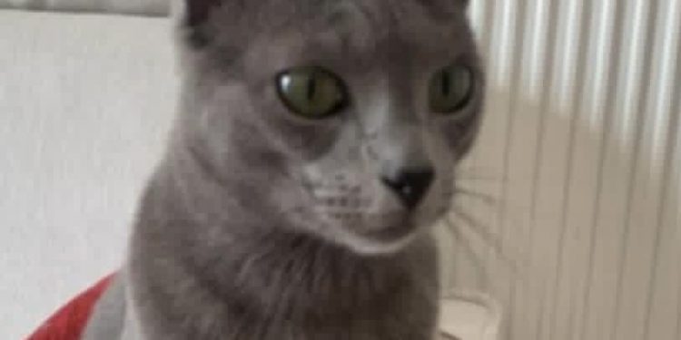Stolac: Nestao mačak Roko, plava ruska mačka– vlasnica moli za pomoć