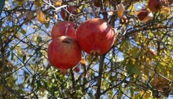 Stolački šipci – crveni dragulji Hercegovine