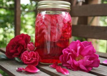 OTKRIVAMO RECEPT NAŠIH NANA: Tradicionalni sirup od đulbe-šećer ruže: Kako pripremiti osvježavajući domaći napitak