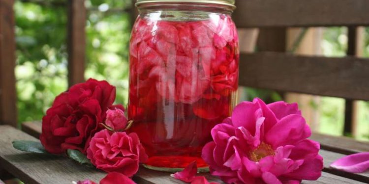 OTKRIVAMO RECEPT NAŠIH NANA: Tradicionalni sirup od đulbe-šećer ruže: Kako pripremiti osvježavajući domaći napitak