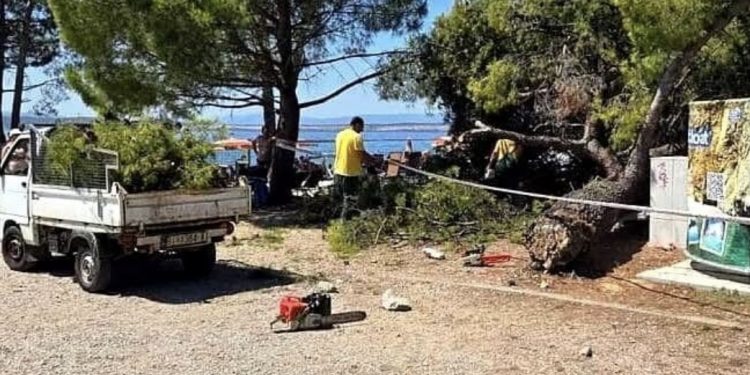 Drama na plaži u Hrvatskoj: Ogroman bor pao na kupače, među povrijeđenima dvoje djece